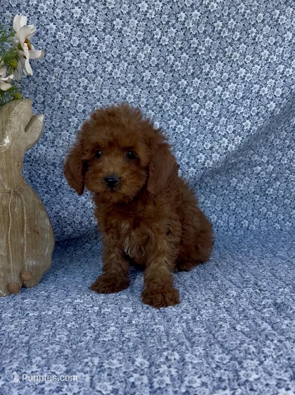 Simba  – Poodle - Miniature  puppy for sale in Elkton, KY
