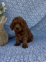 Simba , a male Poodle - Miniature  for sale in Elkton, KY – Photo 1 of 7