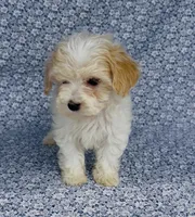 Willow, a female Maltipoo for sale in Elkton, KY – Photo 2 of 9