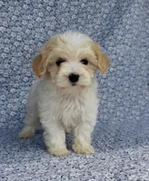 Willow, a female Maltipoo for sale in Elkton, KY – Photo 1 of 9