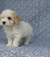 Willow, a female Maltipoo for sale in Elkton, KY – Photo 4 of 9