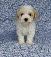 Willow, a female Maltipoo for sale in Elkton, KY – Photo 3 of 9