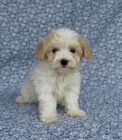 Willow, a female Maltipoo for sale in Elkton, KY – Photo 8 of 9