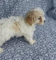 Willow, a female Maltipoo for sale in Elkton, KY – Photo 9 of 9