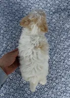 Willow, a female Maltipoo for sale in Elkton, KY – Photo 7 of 9