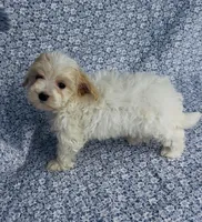 Willow, a female Maltipoo for sale in Elkton, KY – Photo 6 of 9