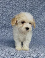 Willow, a female Maltipoo for sale in Elkton, KY – Photo 5 of 9