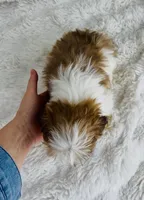 Alex , a male Shih Tzu for sale in Elkton, KY – Photo 10 of 10