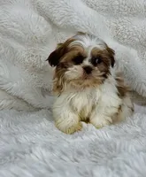 Alex , a male Shih Tzu for sale in Elkton, KY – Photo 6 of 10