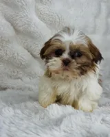 Alex , a male Shih Tzu for sale in Elkton, KY – Photo 4 of 10