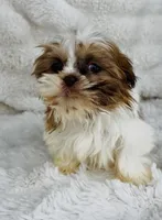 Alex , a male Shih Tzu for sale in Elkton, KY – Photo 5 of 10