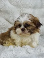Alex , a male Shih Tzu for sale in Elkton, KY – Photo 9 of 10