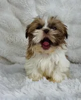 Alex , a male Shih Tzu for sale in Elkton, KY – Photo 7 of 10