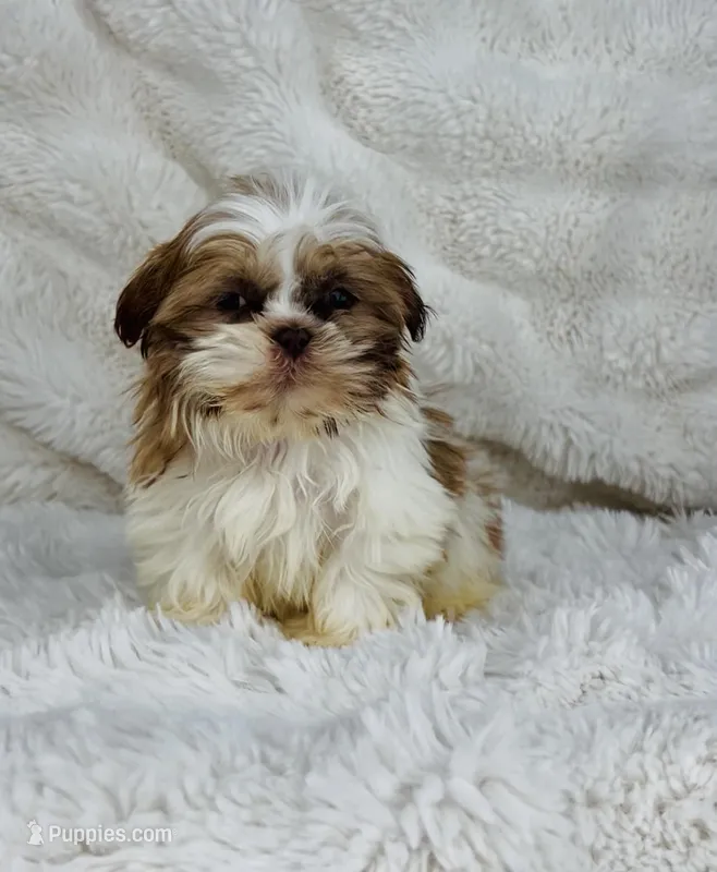 Alex  – Shih Tzu puppy for sale in Elkton, KY