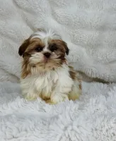 Alex , a male Shih Tzu for sale in Elkton, KY – Photo 2 of 10