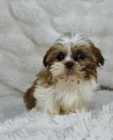 Alex , a male Shih Tzu for sale in Elkton, KY – Photo 1 of 10