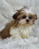 Alex , a male Shih Tzu for sale in Elkton, KY – Photo 3 of 10