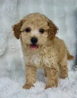 Wells , a male Poodle - Miniature  for sale in Elkton, KY – 2 of 10