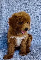 Harper , a female Bichpoo for sale in Elkton, KY – 5 of 8