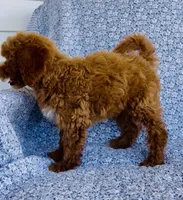 Harper , a female Bichpoo for sale in Elkton, KY – 8 of 8