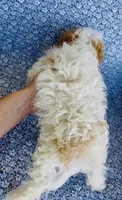 Henry , a male Bichon Frise and Cavapoo for sale in Elkton, KY – 6 of 6
