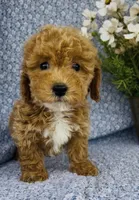 Willow , a female Bichpoo for sale in Elkton, KY – Photo 2 of 9