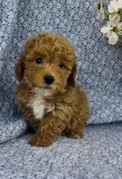Willow , a female Bichpoo for sale in Elkton, KY – Photo 4 of 9