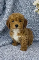 Willow , a female Bichpoo for sale in Elkton, KY – Photo 7 of 9