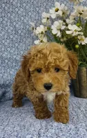 Willow , a female Bichpoo for sale in Elkton, KY – Photo 9 of 9