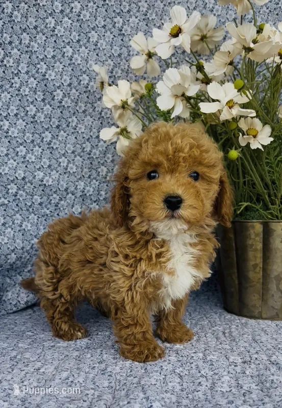 Willow  – Bichpoo puppy for sale in Elkton, KY