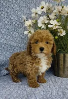 Willow , a female Bichpoo for sale in Elkton, KY – Photo 1 of 9