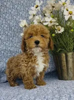 Willow , a female Bichpoo for sale in Elkton, KY – Photo 3 of 9