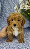 Willow , a female Bichpoo for sale in Elkton, KY – Photo 5 of 9
