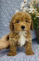 Willow , a female Bichpoo for sale in Elkton, KY – Photo 6 of 9