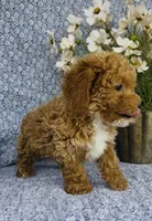 Willow , a female Bichpoo for sale in Elkton, KY – Photo 8 of 9