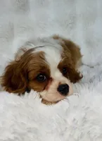 Charlie , a male Cavalier King Charles Spaniel for sale in Elkton, KY – 5 of 8