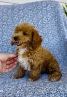 Ellie , a female Bichpoo for sale in Elkton, KY – 4 of 8