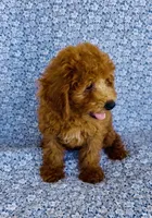 Phoebe, a female Bichpoo for sale in Elkton, KY – 6 of 9