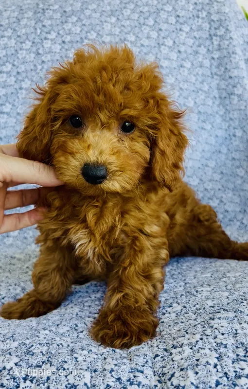 Arlo  – Bichpoo puppy for sale in Elkton, KY