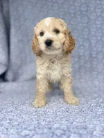 Charming , a male Cockapoo for sale in Elkton, KY – 2 of 5
