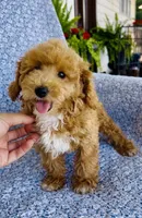 Ellie , a female Bichpoo for sale in Elkton, KY – 7 of 8