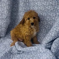 Coast , a male Poodle - Miniature  for sale in Elkton, KY – Photo 5 of 8