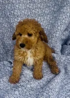 Coast , a male Poodle - Miniature  for sale in Elkton, KY – Photo 7 of 8