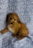 Coast , a male Poodle - Miniature  for sale in Elkton, KY – Photo 3 of 8