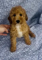 Coast , a male Poodle - Miniature  for sale in Elkton, KY – Photo 8 of 8