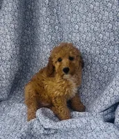 Coast , a male Poodle - Miniature  for sale in Elkton, KY – Photo 4 of 8