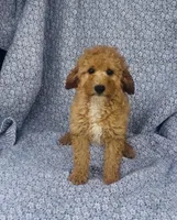 Coast , a male Poodle - Miniature  for sale in Elkton, KY – Photo 6 of 8