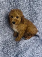 Coast , a male Poodle - Miniature  for sale in Elkton, KY – Photo 2 of 8