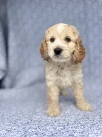 Charming , a male Cockapoo for sale in Elkton, KY – 1 of 5