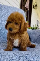 Finn , a male Bichpoo for sale in Elkton, KY – 7 of 7